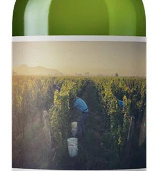 Ungrafted Semillon-Sauvignon Blanc Maipo Valley 2022 Online Hot Sale