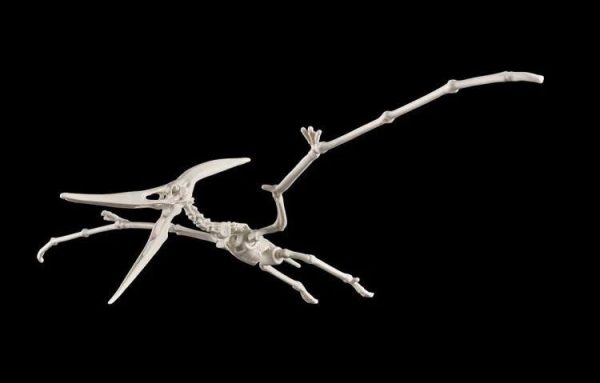 Plannosaurus Pteranodon Model Kit Hot on Sale